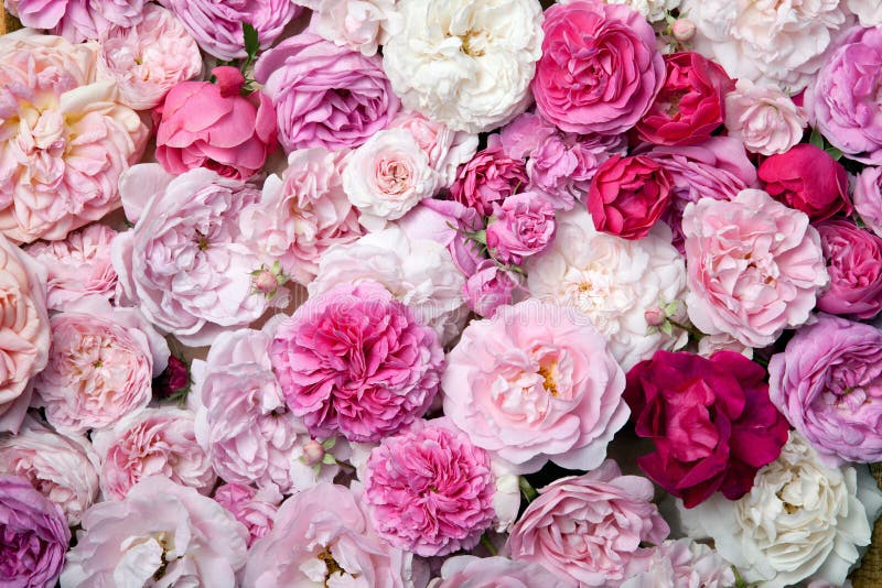 Rosen. stockbild