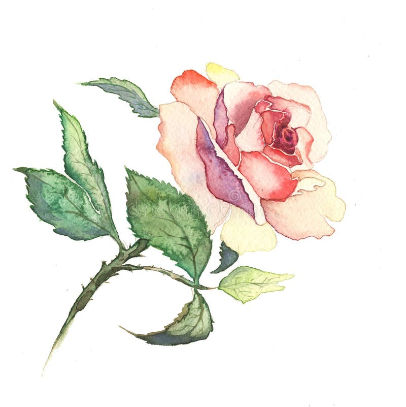 Rosen blommar vattenfärgmålningvattenfärgen stock illustrationer Rosen blommar vattenfärgmålningvattenfärgen stock illustrationer
