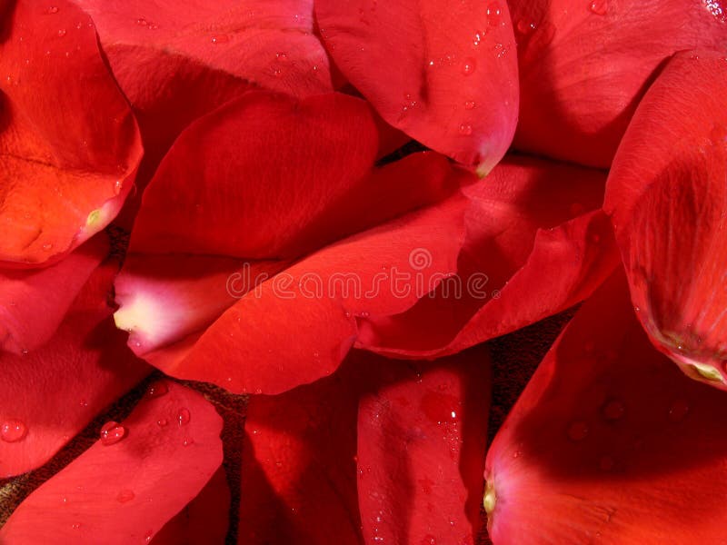 Rosen-Blumenblathintergrund