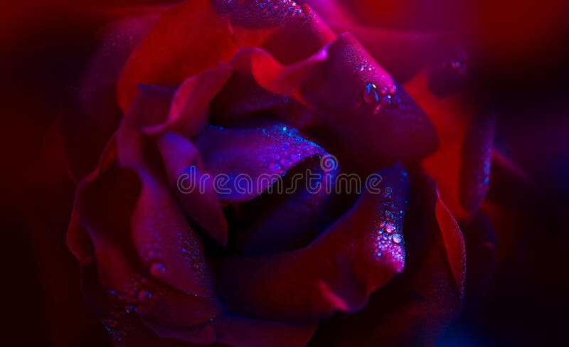 Rosenblume im Hintergrund. Valentinstag. Beautiful Dark Red Rose lizenzfreie stockfotografie