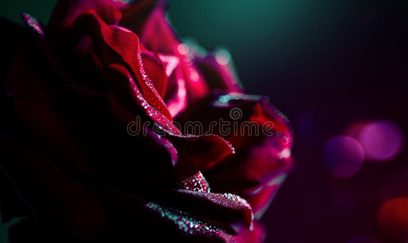 Rosenblume im Hintergrund. Valentinstag. Schöne Dunkelrote Rose mit Wassertropfen stockbilder