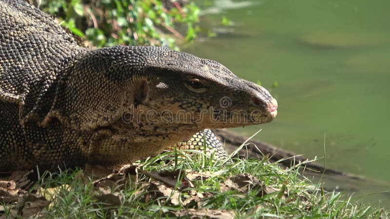 Roseneidechse Varanus salvator Thailand