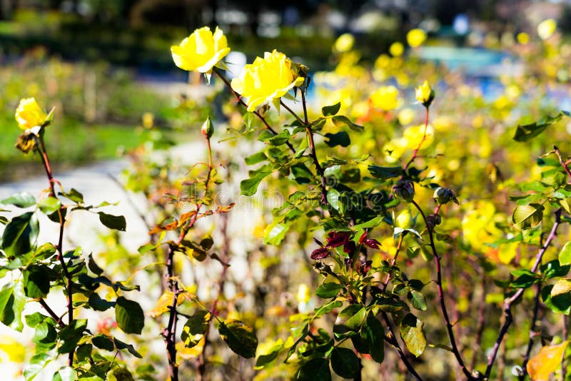 AT 1/4/2019 in Rose garden. AT 1/4/2019 in Rose garden