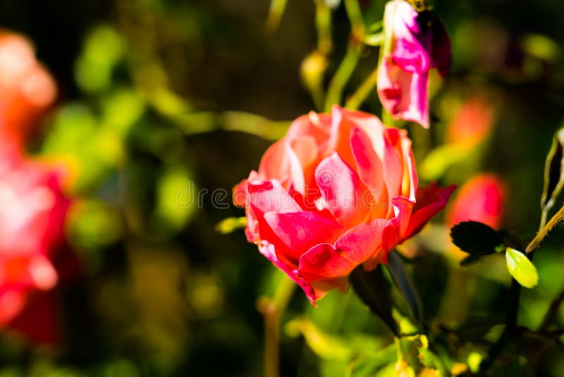 AT 1/4/2019 in Rose garden. AT 1/4/2019 in Rose garden