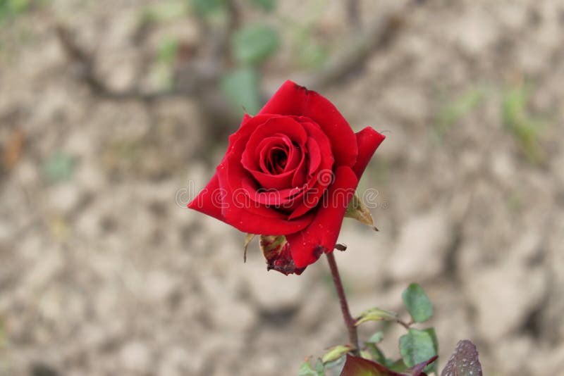Rosenhalbe blüht im Garten stockfoto. Bild von halb