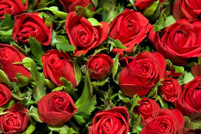 Roses royalty free stock photos Roses royalty free stock photos