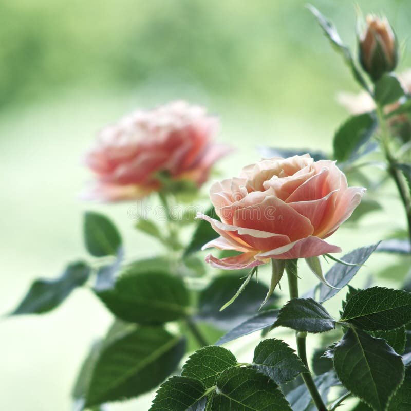 Rosas sobre el en jardín.