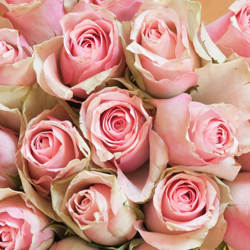 503 932 Roses Photos Free Royalty Free Stock Photos From Dreamstime