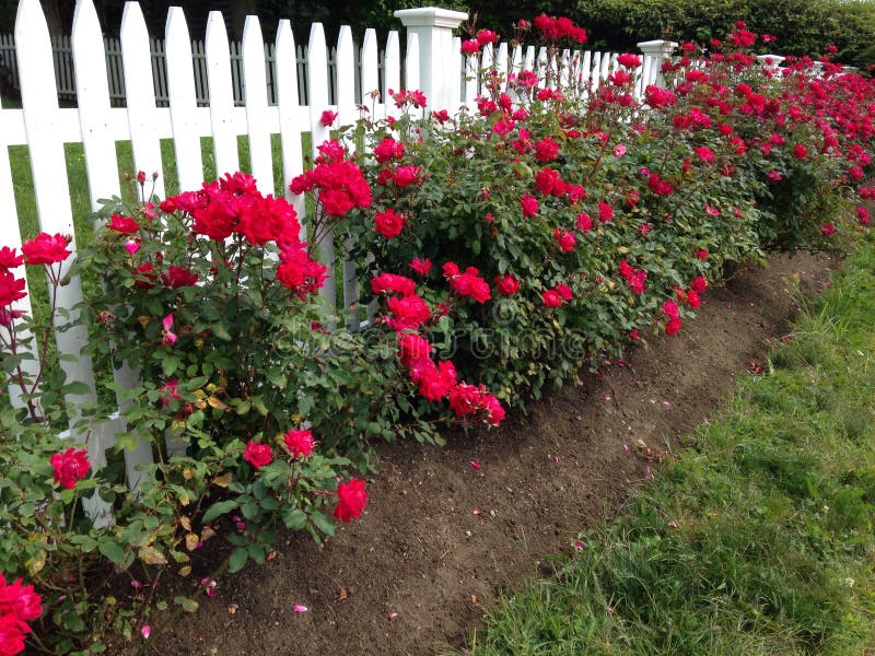 Red Roses Along the Wire Fence. Rose Climber Don Juan Stock Image