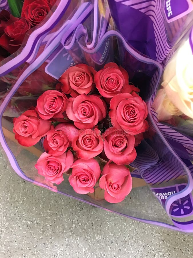 Roses editorial photography. Image of great, roses, wife 64203167