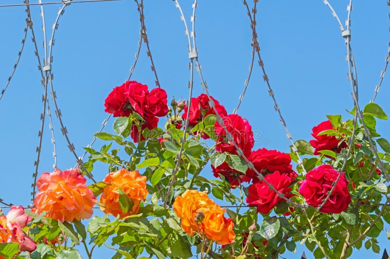 Roses and barbed wire stock image. Image of rose, plant 248784081