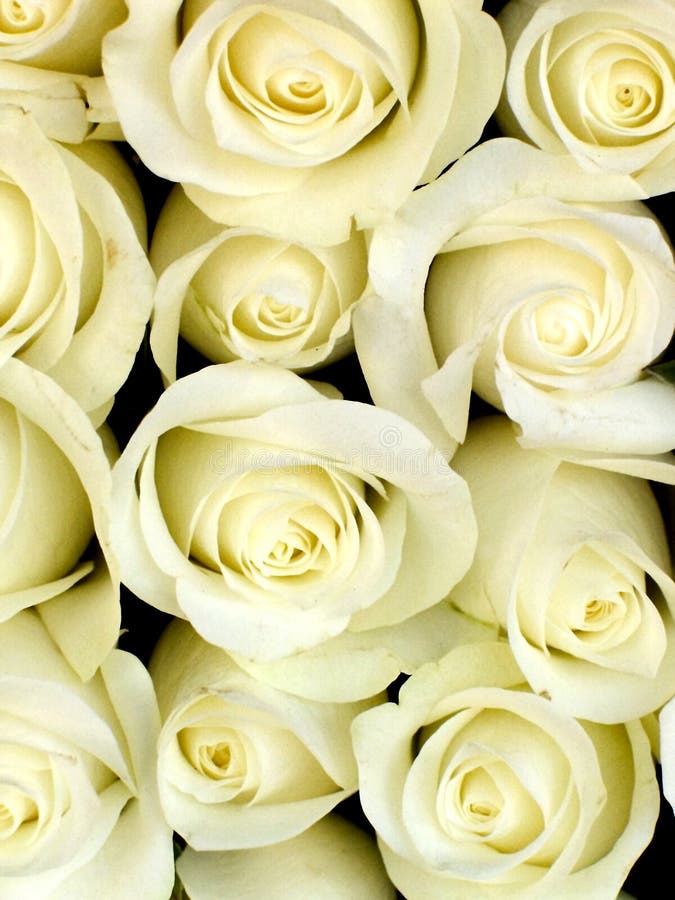 Roses blanches photo stock Roses blanches photo stock
