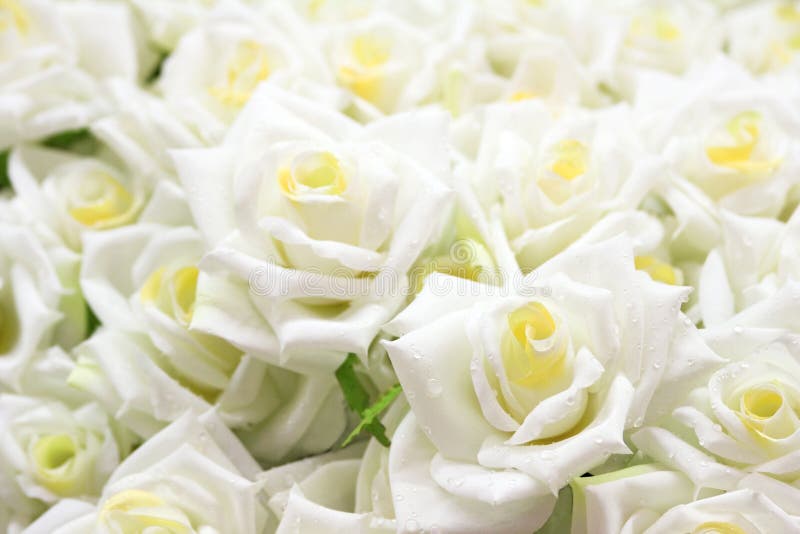 Roses blanches image stock. Image du floral, roman, artificiel 3368593
