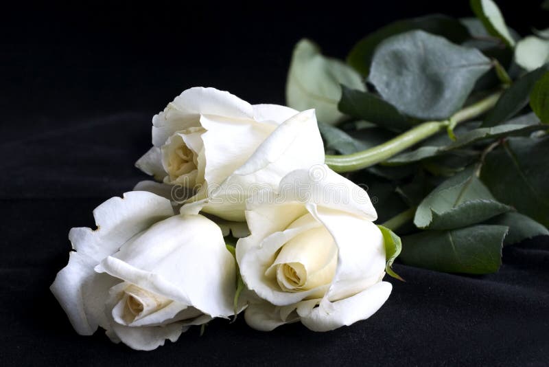 Roses blanches photo stock