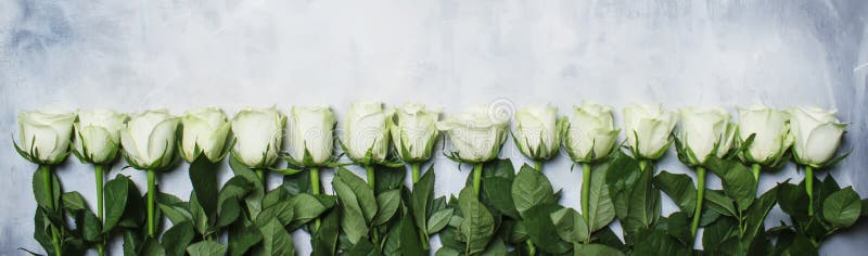 Roses blanches de ressort, fond gris, vue supérieure image libre de droits Roses blanches de ressort, fond gris, vue supérieure image libre de droits