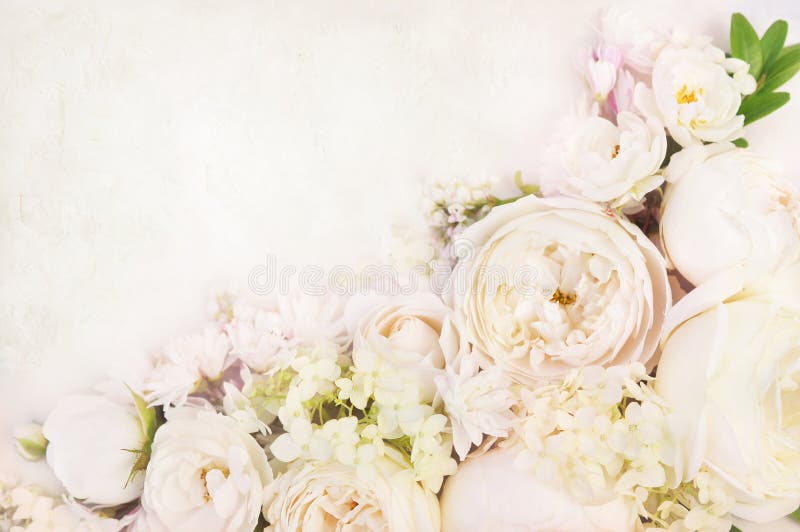 Roses blanches sensibles de floraison d'été épousant le cadre image libre de droits Roses blanches sensibles de floraison d'été épousant le cadre image libre de droits