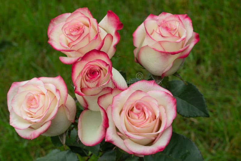 563 Carte De Joyeux Anniversaire Avec Des Fleurs Photos Libres De Droits Et Gratuites De Dreamstime 563 Carte De Joyeux Anniversaire Avec Des Fleurs Photos Libres De Droits Et Gratuites De Dreamstime
