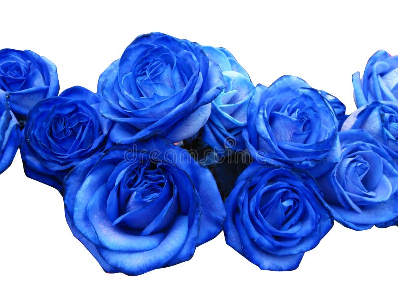 Roses bleues image stock Roses bleues image stock