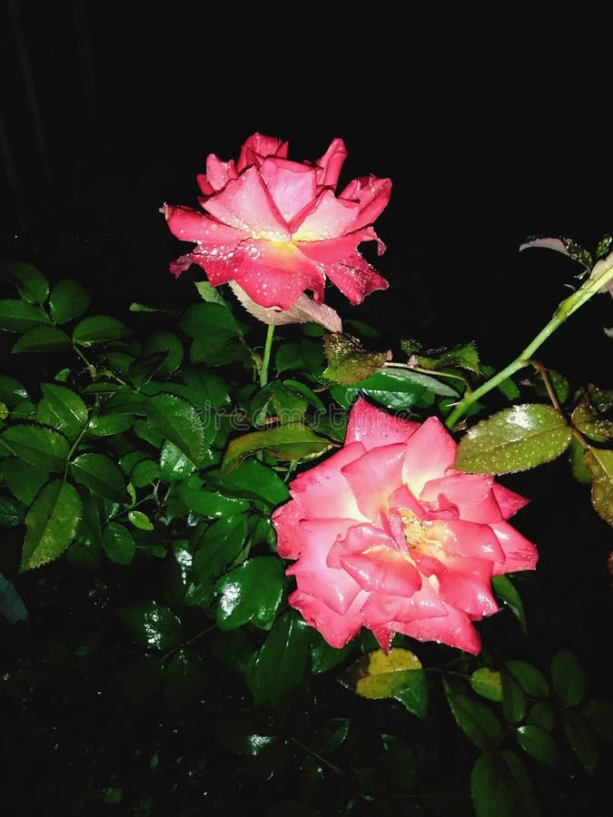 Bigpink Rose Green Stock Photos Free & RoyaltyFree Stock Photos from