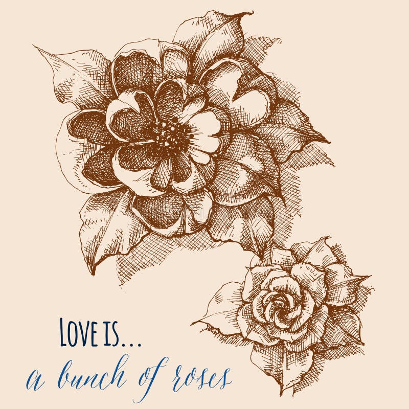 Roses in bloom vector hand drawing. Roses in bloom vector hand drawing