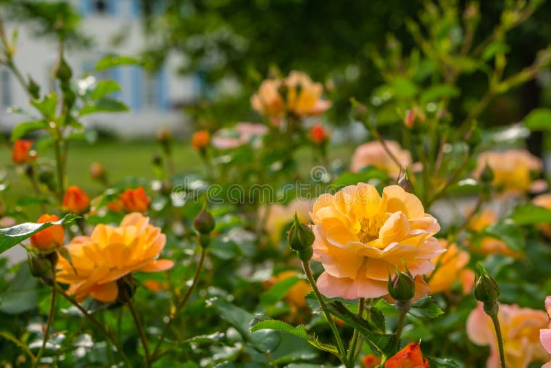 Red Roses Blooming in the Spring Time Stock Image Image of floral, growing 92762895