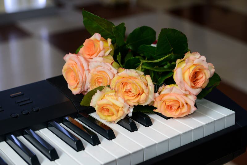 Roses royalty free stock photography Roses royalty free stock photography
