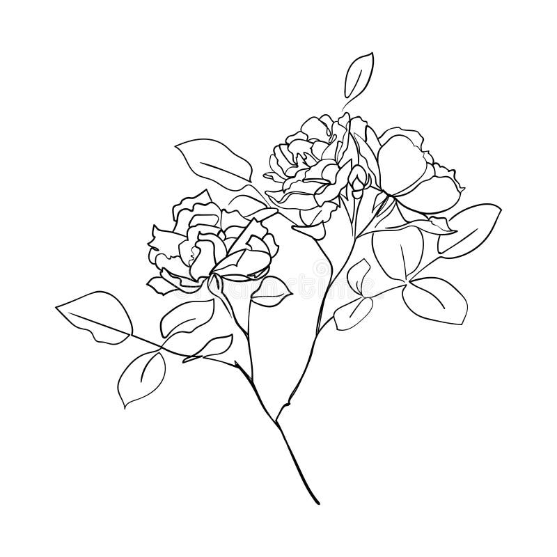 Rose Bush Drawing Simple N Alnaimi.