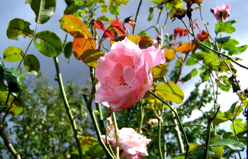 Roses, Closeup on a Rosebush Stock Image - Image of beautiful, vegetale ...