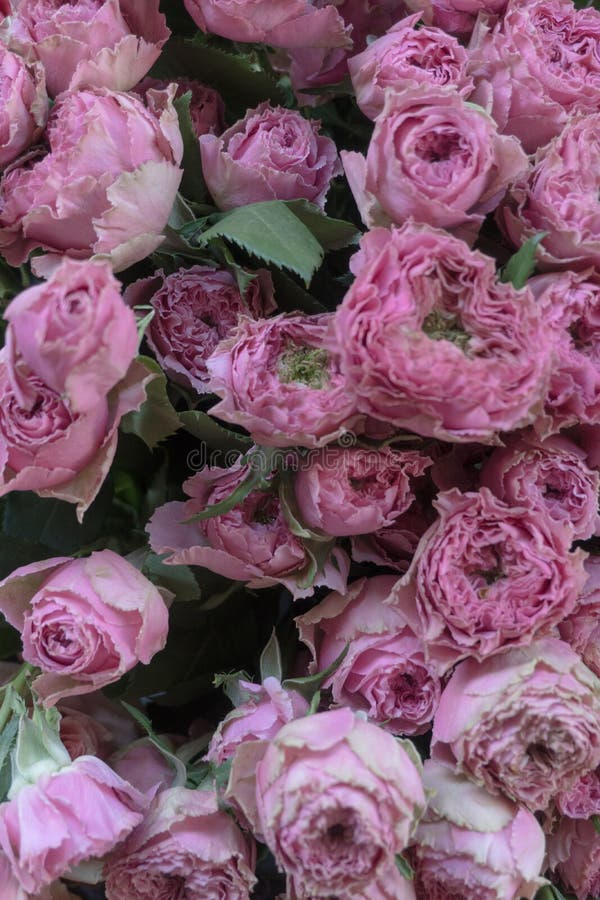 Roses Color As Ashes of Rose Stock Image Image of bouquet, ashes