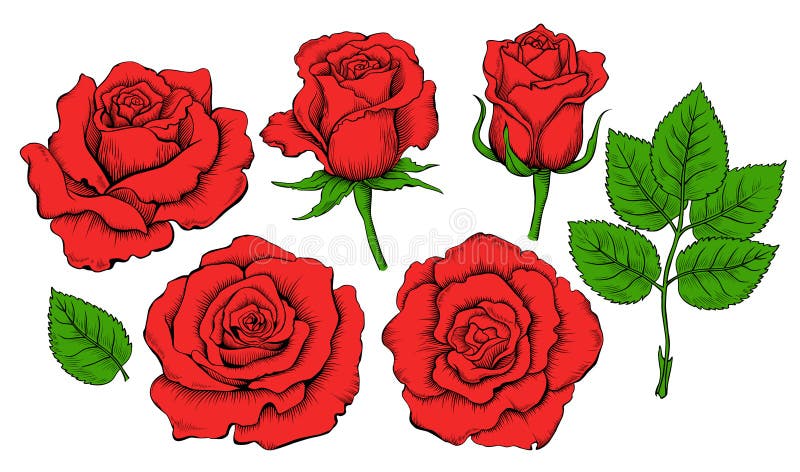 drawn roses in color