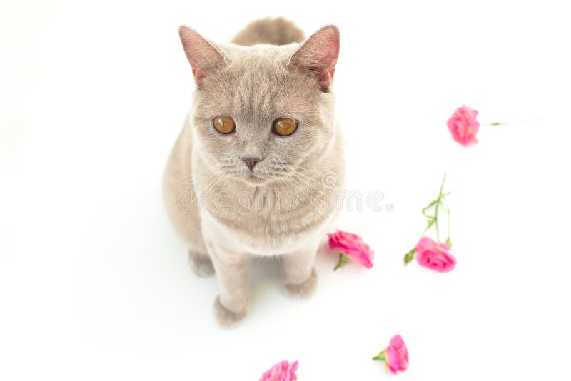 cat eats roses