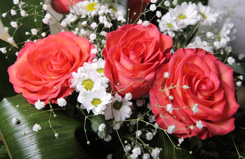 Roses and daisies stock photo. Image of celebration, gift 12890156