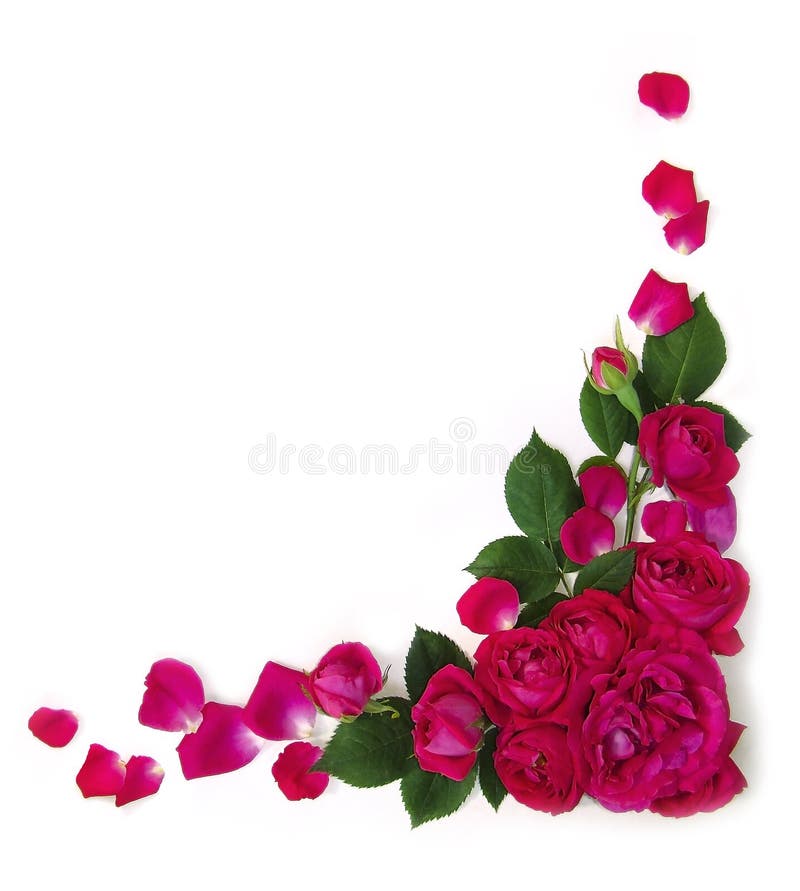 Roses de trame photos stock Roses de trame photos stock