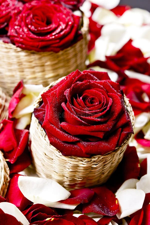 Two Red Roses Decoration on Yellow Background. Rose Flower. Floral Backgrounds with Copy Space