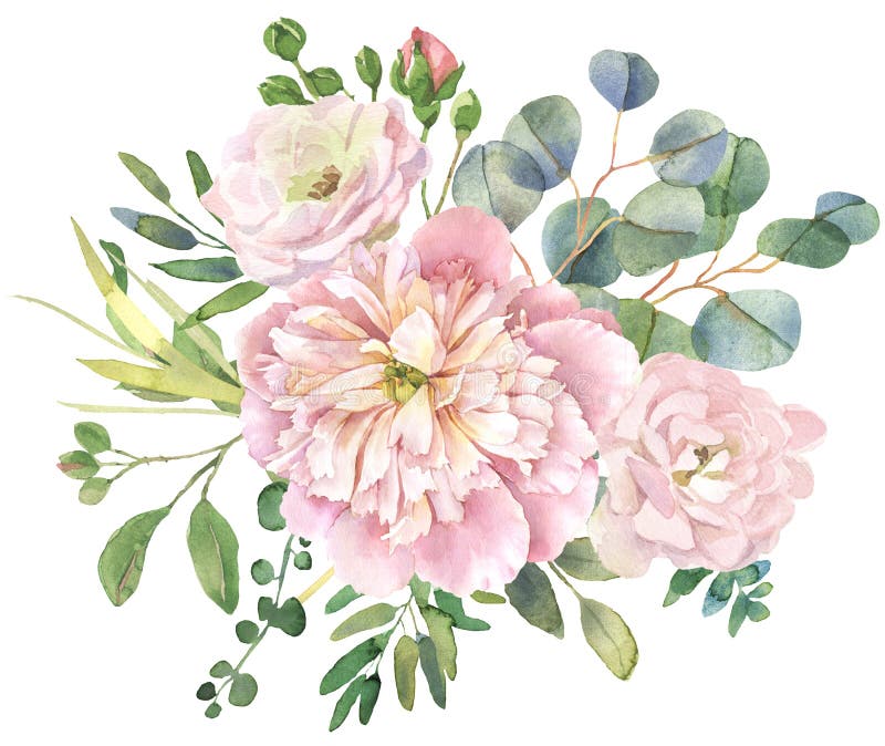 Watercolor Peony Flower. Vintage Floral Illustration Isolated on White ...