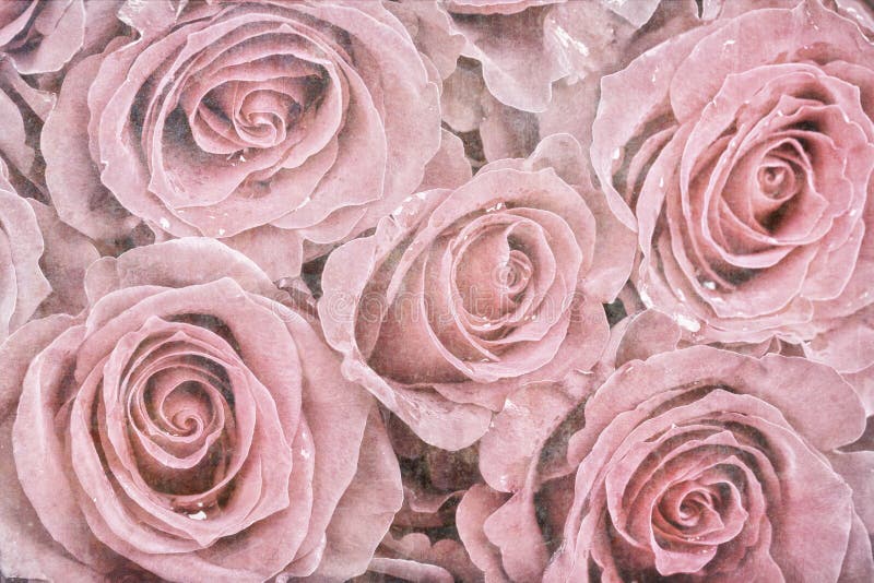 Roses fanées image libre de droits Roses fanées image libre de droits