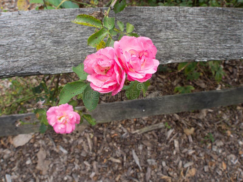 Columbus Ohio Park Roses Stock Photos Download 15 Royalty Free