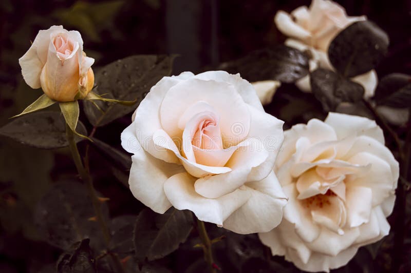 Roses fleurissantes de crème de buisson photographie stock libre de droits Roses fleurissantes de crème de buisson photographie stock libre de droits