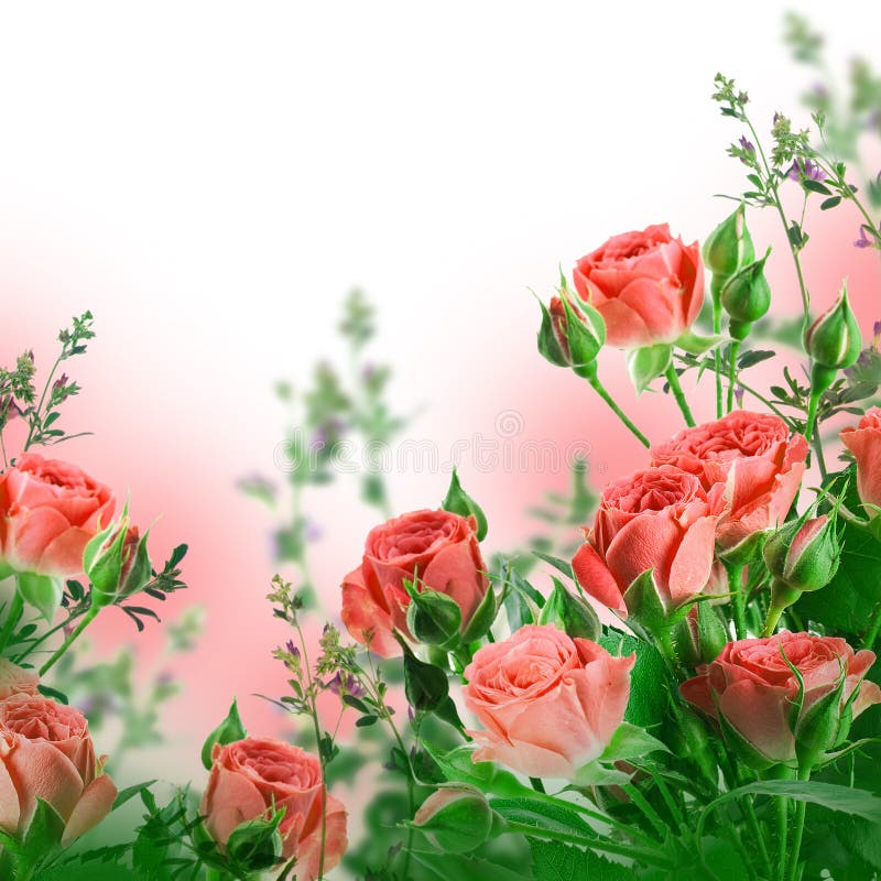 Bouquet of delicate roses, floral background