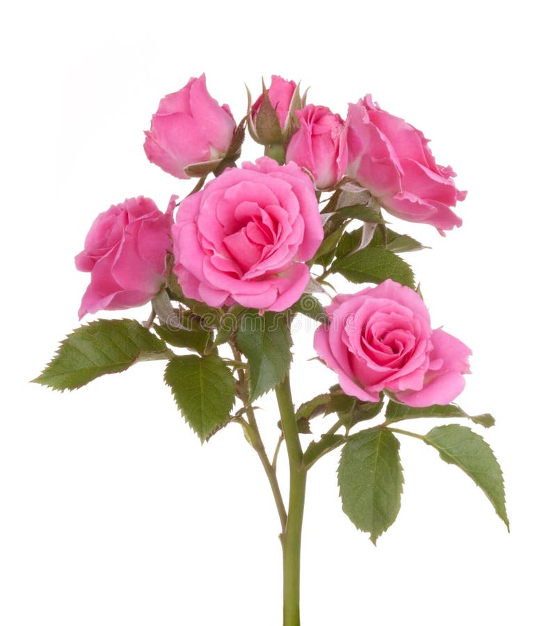 Rosen Blummen rosa opgestan blummen, op wäissem hannergrond isoléiert.