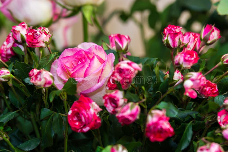 Roses. Flowers of the Wedding Day. Celebration. Stock Photo Image of