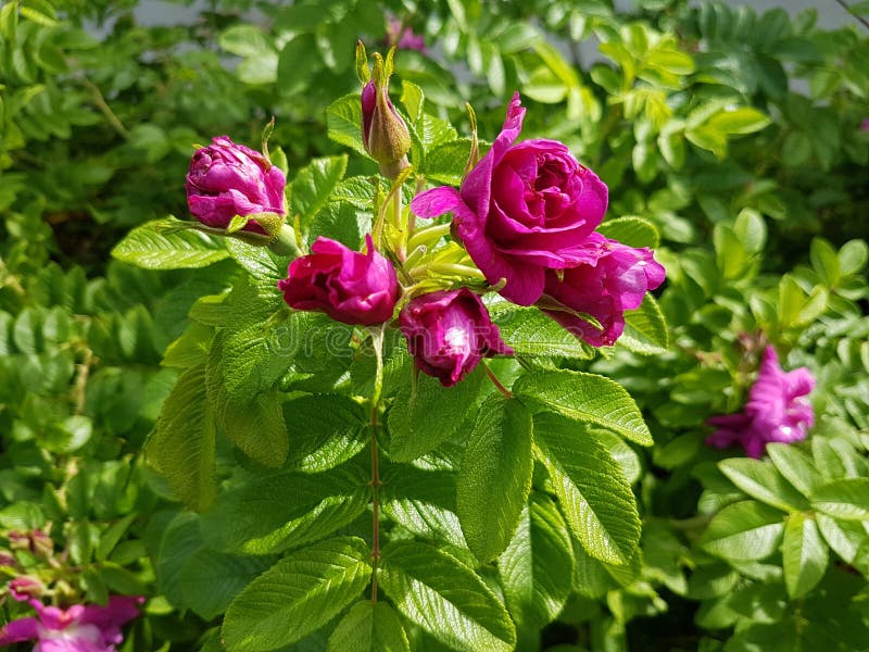 Roses forever bloom stock photo. Image of forever, alaska 75358760