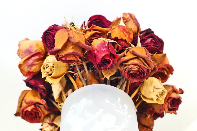 Roses forever stock image. Image of bloom, forever, everlasting 79332265