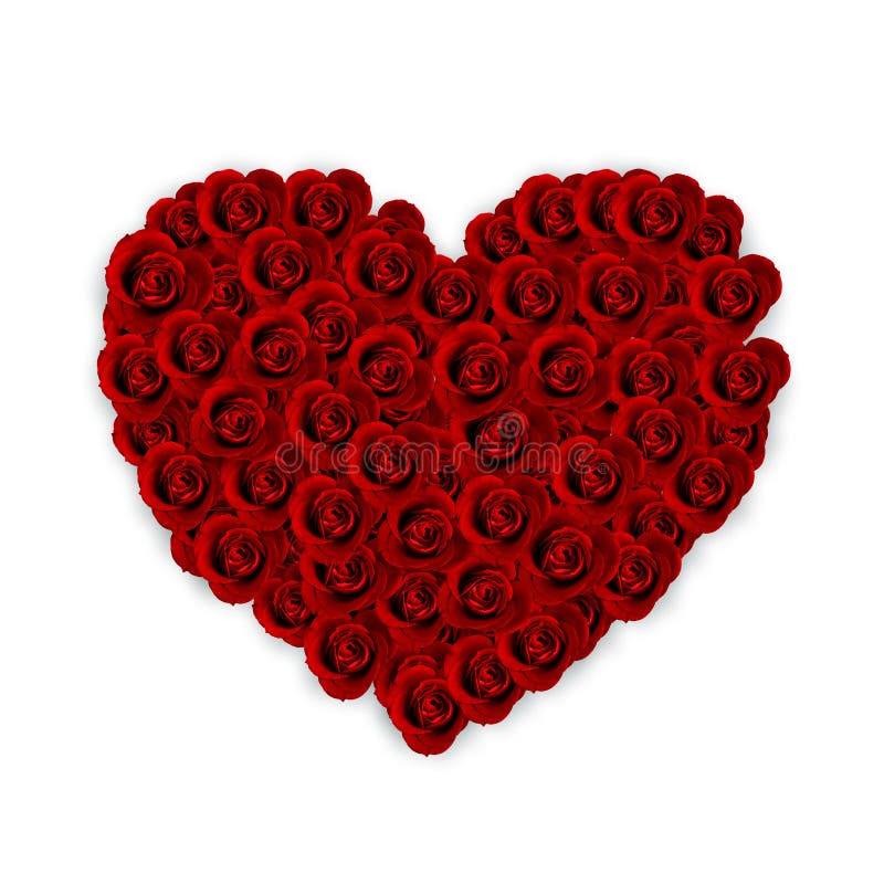 Close up of blooming red roses forming love heart shape, isolated on white background.