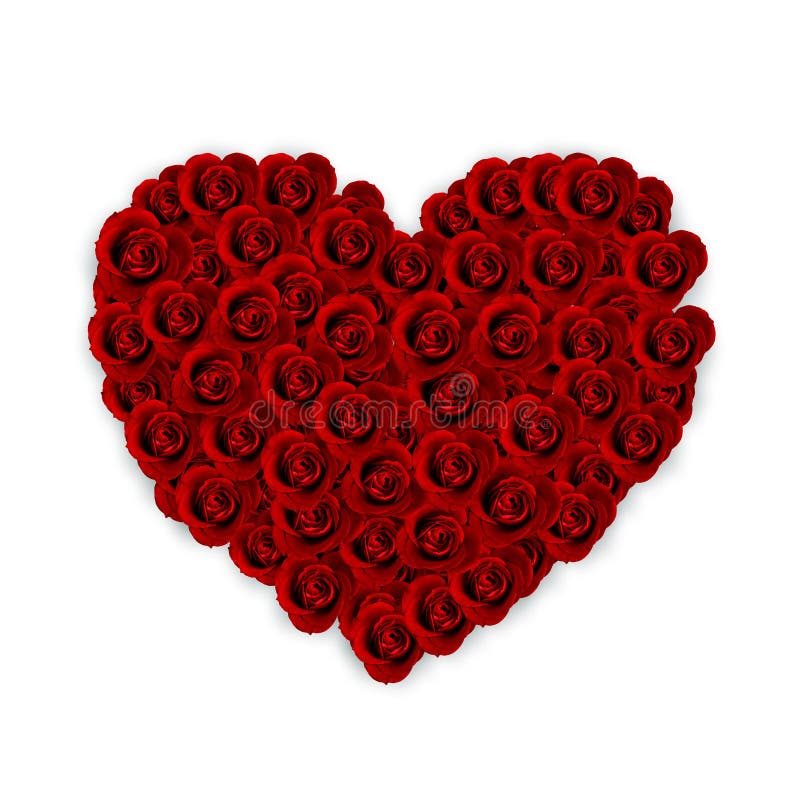 Red roses forming love heart shape, isolated on white background.