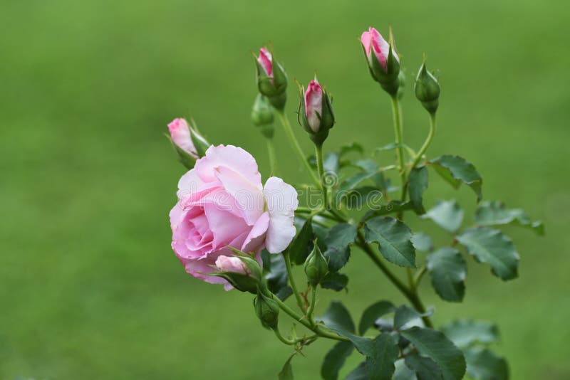 Roses in full bloom stock image. Image of japan, macro 189488389