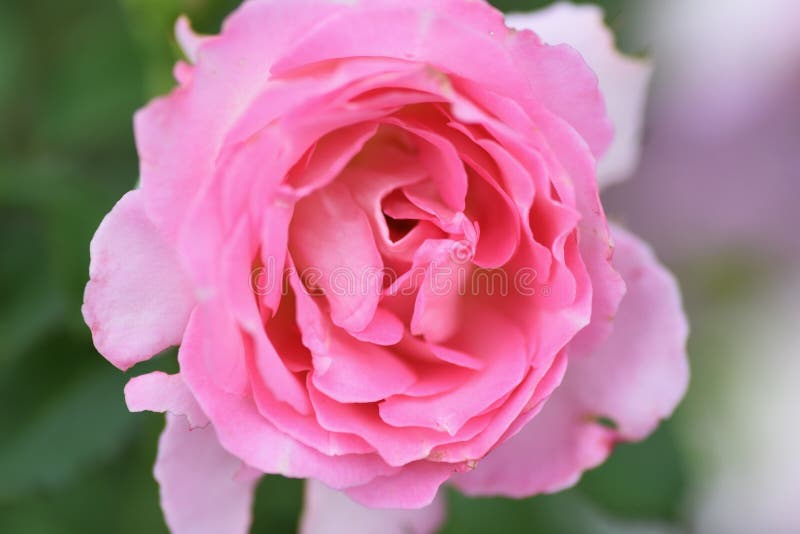 Roses in full bloom stock image. Image of japan, macro 189488389