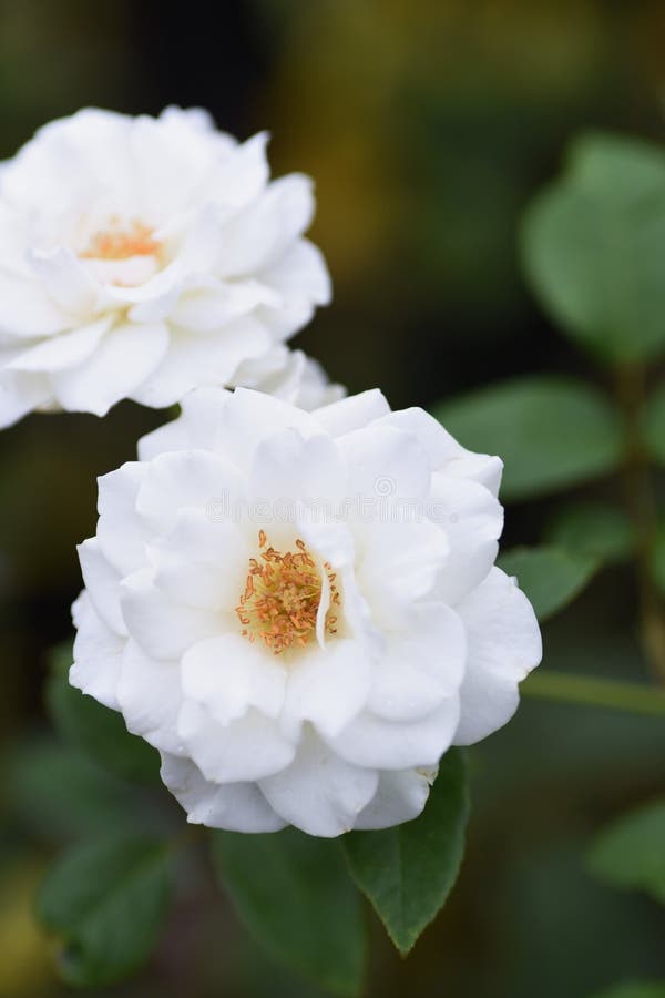 Roses in full bloom stock image. Image of japan, macro 189488389