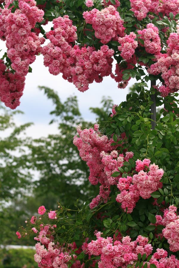 Roses garden stock photography