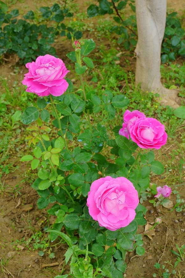 Roses in the garden stock photo. Image of pink, park - 93635884
